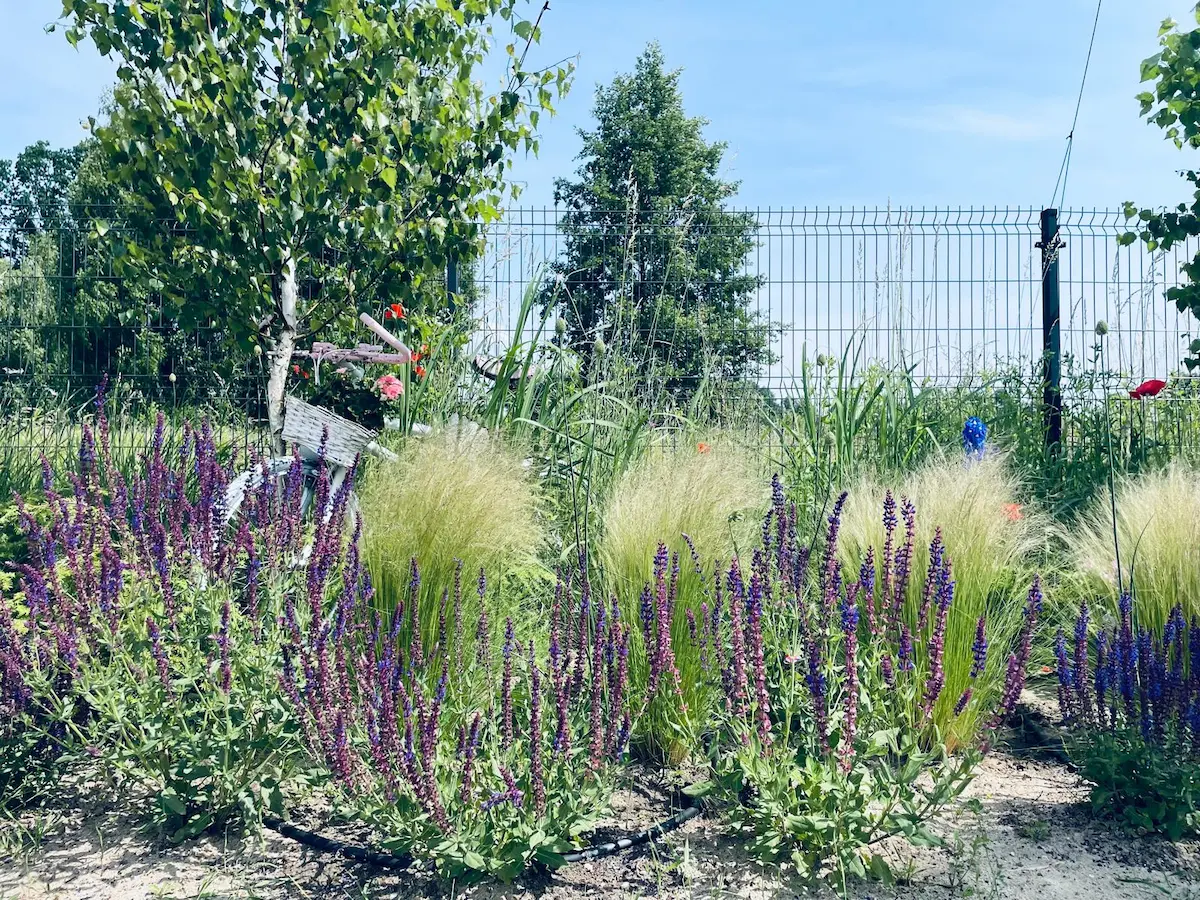 Szałwia i trawy na rabacie - gmina Łąck